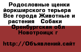 Родословные щенки йоркширского терьера - Все города Животные и растения » Собаки   . Оренбургская обл.,Новотроицк г.